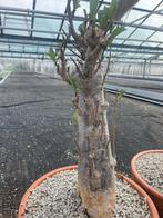 Caudex plant Afrikaanse Baobab (Adansonia Digitata)pot 30cm., Overige soorten, Ophalen of Verzenden, In pot, Minder dan 100 cm