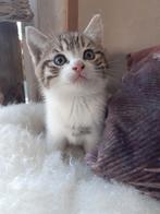 Kittens, Dieren en Toebehoren, Katten en Kittens | Overige Katten, Meerdere dieren