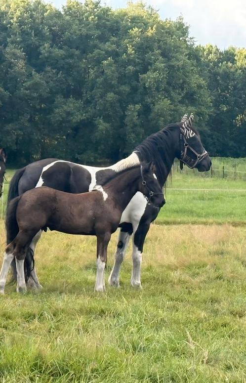 Prachtig Barock Pinto hengstveulen, Dieren en Toebehoren, Paarden, Hengst, 0 tot 2 jaar