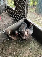 Brahma Haan porselein, Dieren en Toebehoren, Pluimvee, Mannelijk, Kip