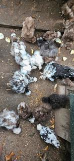 USA zijdehoenders, mottled te koop., Dieren en Toebehoren, Pluimvee, Meerdere dieren, Kip