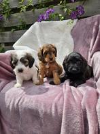 Boomer pups, Dieren en Toebehoren, Nederland, Overige rassen, 8 tot 15 weken, Meerdere