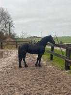 3 jarige hengst v. Tiede 501, Dieren en Toebehoren, Paarden, Minder dan 160 cm, Met stamboom, Dressuurpaard, Hengst