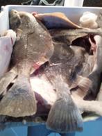 Vis, Diversen, Levensmiddelen, Ophalen of Verzenden