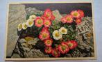 Oude ansichtkaart bloemen gletsjerboterbloem, Ophalen of Verzenden, 1940 tot 1960, Ongelopen, Natuur