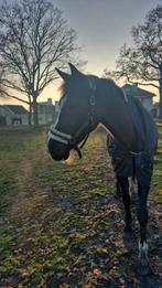 bijrijder met ervaring voor jonge merrie in Deurne., Weidegang, 1 paard of pony