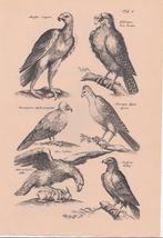 Prent Roofvogels, 1960 tot 1980, Verzenden, Zo goed als nieuw, Dier