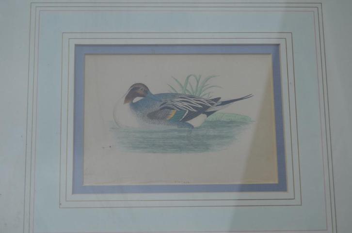Fraaie handgekleurde litho 'Pintail' (Pijlstaart) 1868, Antiek en Kunst, Kunst | Litho's en Zeefdrukken, Ophalen of Verzenden