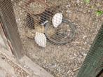 Japanse kwartels te koop, Dieren en Toebehoren, Pluimvee, Meerdere dieren, Overige soorten