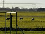 Zwoeger vrije drachtige ooien, Dieren en Toebehoren, Schapen, Geiten en Varkens, Vrouwelijk, Schaap