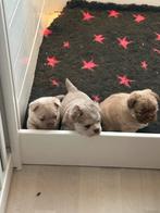 Franse buldog, België, Fokker | Hobbymatig, 8 tot 15 weken, Parvo