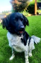 Ervaren raszuivere Friese Stabij dekreu, Rabiës (hondsdolheid), Eén hond, 3 tot 5 jaar, Nederland