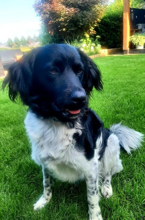 Ervaren raszuivere Friese Stabij dekreu, Dieren en Toebehoren, Honden | Retrievers, Spaniëls en Waterhonden, Reu, Overige rassen