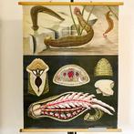 Schoolplaat Bloedzuiger - Jung Koch Quentell, Antiek en Kunst, Antiek | Schoolplaten, Natuur en Biologie, Ophalen of Verzenden