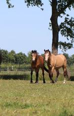 Twee lieve (bijna) 3 jarige sportpony s met mooi papier!!!, Dieren en Toebehoren, Pony's, Gechipt, Ruin, 0 tot 2 jaar, Onbeleerd