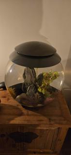 Biorb Halo aquarium 30 liter, Dieren en Toebehoren, Vissen | Aquaria en Toebehoren, Ophalen