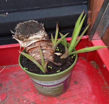 Tuin Yucca beschikbaar voor biedingen