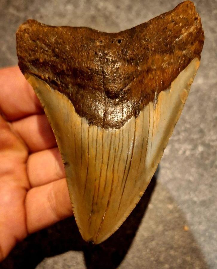 MEGALODON TAND USA	73	gr	9.7x7x1.2	cm, Verzamelen, Mineralen en Fossielen, Fossiel, Ophalen of Verzenden