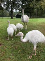 Witte nandoes natuur broed half was, Mei, Meerdere dieren