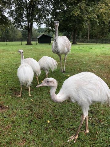Witte nandoes natuur broed half was beschikbaar voor biedingen