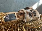 Lief hangoor konikntke 14 maanden vrouwelijk, Dieren en Toebehoren, Konijnen, Vrouwelijk, Middelgroot, Hangoor, 0 tot 2 jaar