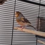 Kanarie, Dieren en Toebehoren, Vogels | Kanaries, Mannelijk, Zangkanarie