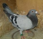 Koppel kweekduiven, Dieren en Toebehoren, Meerdere dieren, Postduif