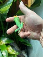 Agalychnis callidryas (roodoog maki) 4 stuks, Dieren en Toebehoren, Reptielen en Amfibieën, Amfibie