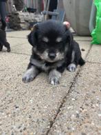 Prachtige boomer kruising pomchi pups, Overige rassen, 8 tot 15 weken, Teef, Meerdere