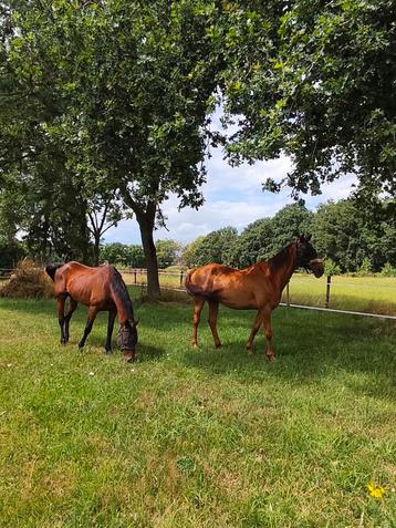Gezocht! Plek voor 2 paarden (ruinen) beschikbaar voor biedingen