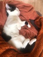 Superlieve kitten, zwart wit gevlekt, europese korthaar, Dieren en Toebehoren, Katten en Kittens | Raskatten | Korthaar, Poes