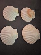 Amuse schelpen, Ophalen of Verzenden, Zo goed als nieuw, Overige stijlen, Overige typen
