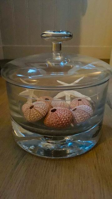 Glazen pot met zeesterren en roze zeeëgels.  beschikbaar voor biedingen
