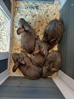 Jonge konijnen, groot ras., Dieren en Toebehoren, Konijnen, Vrouwelijk, Groot, 0 tot 2 jaar