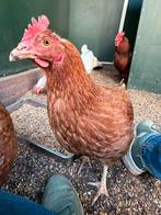Leuke toom legkippen, Dieren en Toebehoren, Pluimvee, Meerdere dieren, Kip