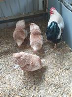Broed eieren, Dieren en Toebehoren, Geslacht onbekend, Kip
