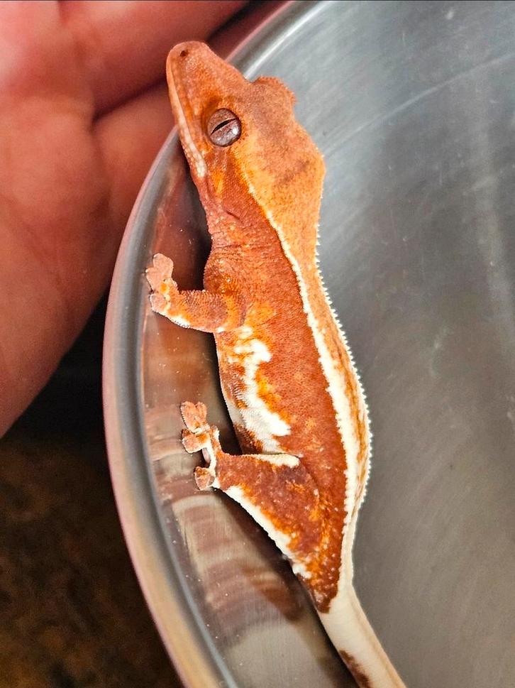 Crested gecko- wimpergekko- Correlophus
ciliatus