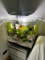 Superfish QubiQ 60 PRO Aquarium – Wit, Dieren en Toebehoren, Vissen | Aquaria en Toebehoren, Ophalen, Gebruikt, Leeg aquarium