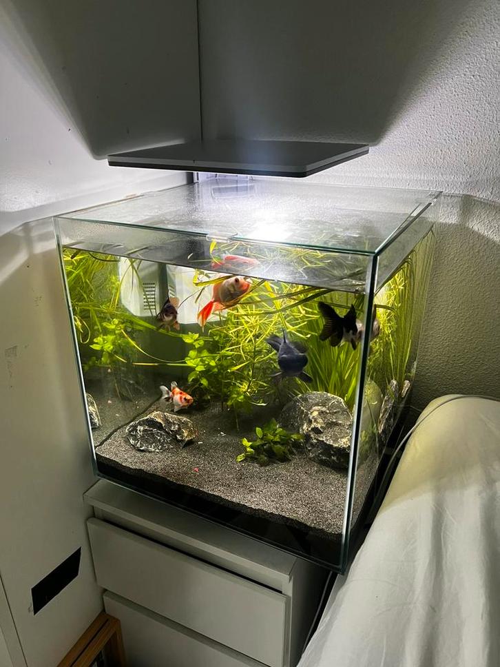 Superfish QubiQ 60 PRO Aquarium – Wit, Dieren en Toebehoren, Vissen | Aquaria en Toebehoren, Gebruikt, Leeg aquarium, Ophalen