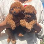 Pomapoo pups poedel kruising, Overige rassen, CDV (hondenziekte), 8 tot 15 weken, Meerdere
