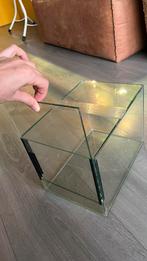 Volglas spinnen terrarium insecten schorpioen, Dieren en Toebehoren, Insecten en Spinnen, Overige soorten