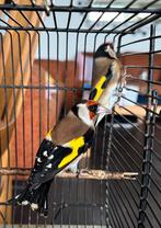 Te koop Koppel bloem putters kleine putters, Dieren en Toebehoren, Meerdere dieren, Wildzangvogel, Geringd