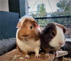 Jonge Cavia | verschillende kleuren | Deskundig advies!, Dieren en Toebehoren, Knaagdieren, Cavia, Meerdere dieren, Tam