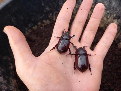 Neushoornkever oryctes nasicornis nog enkele beschikbaar, Dieren en Toebehoren, Insecten en Spinnen, Overige soorten