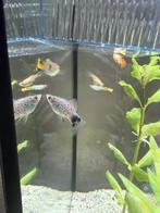 mollie & platy, Dieren en Toebehoren, Vis