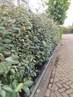 Olijfwilg 80-100 cm direct beschikbaar, Ophalen of Verzenden, Overige soorten, Haag, Minder dan 100 cm