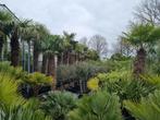 PALMBOMEN - ALLE AFMETINGEN - PALM - PALMBOOM - WINTERHARD, Tuin en Terras, Planten | Bomen, Palmboom, Verzenden