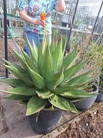 Agave Montana (doorsnede van 1 meter), Ophalen, Bloeit niet, Vaste plant, Volle zon
