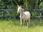 Te lease leuke paarden en een pony in EDE, Diensten en Vakmensen, Ruiter of Bijrijder