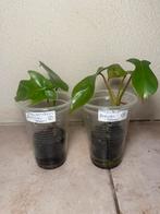 Philodendron florida green, Huis en Inrichting, Kamerplanten, Ophalen of Verzenden, Halfschaduw, Minder dan 100 cm